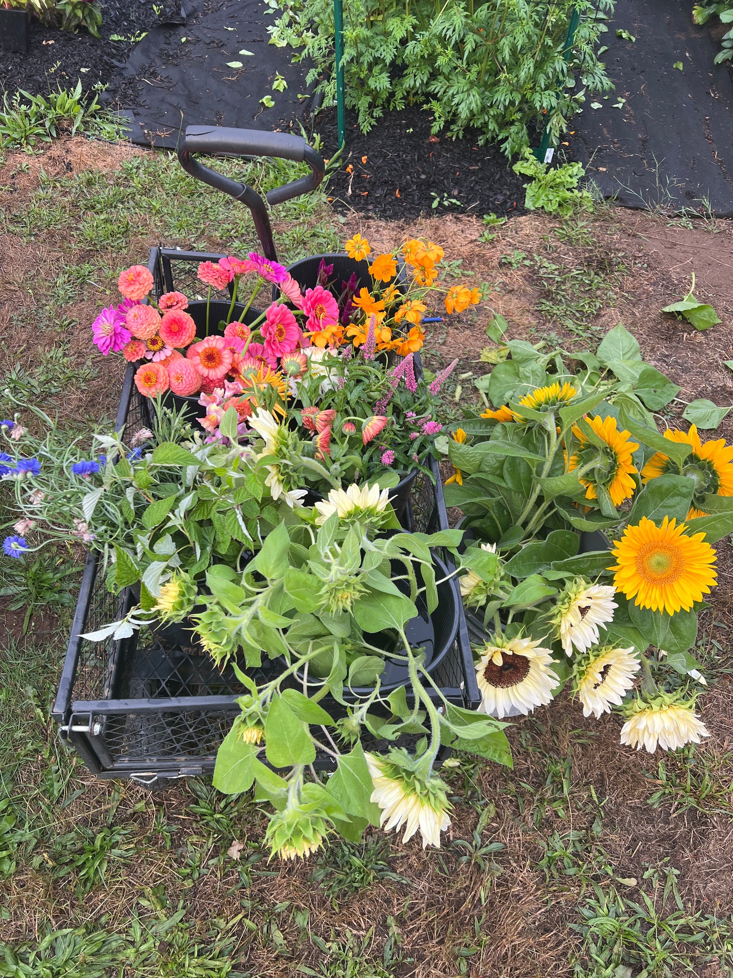 Bucket of Blooms *Pre-Order*