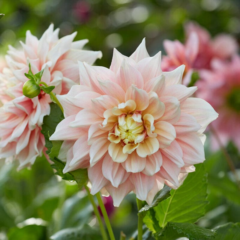 Dahlia Subscription