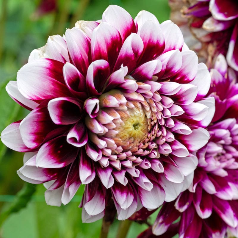 Dahlia Subscription