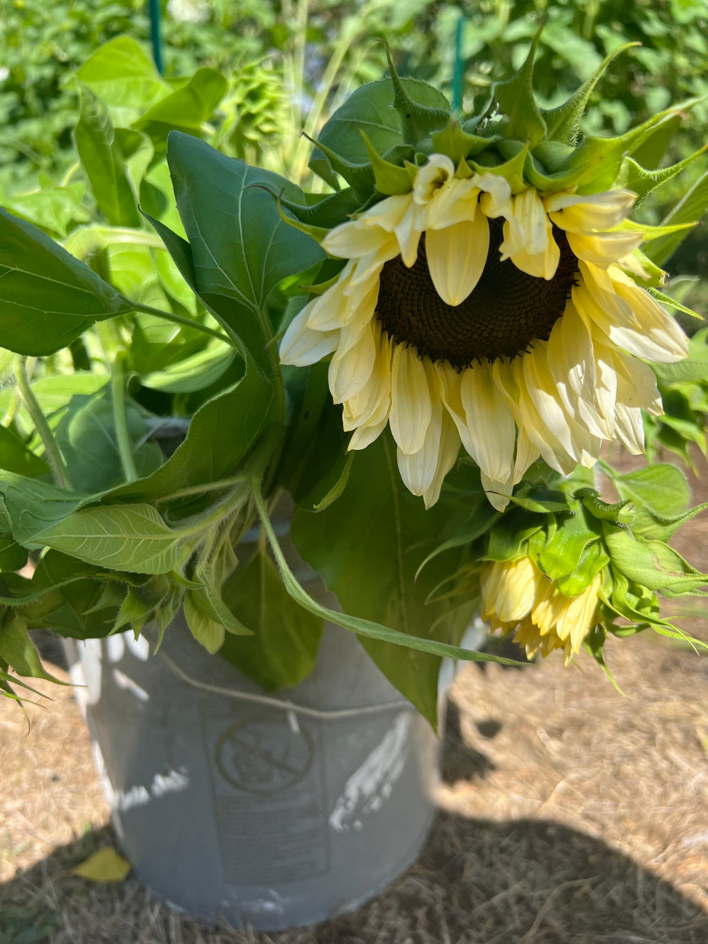 Bucket of Blooms *Pre-Order*