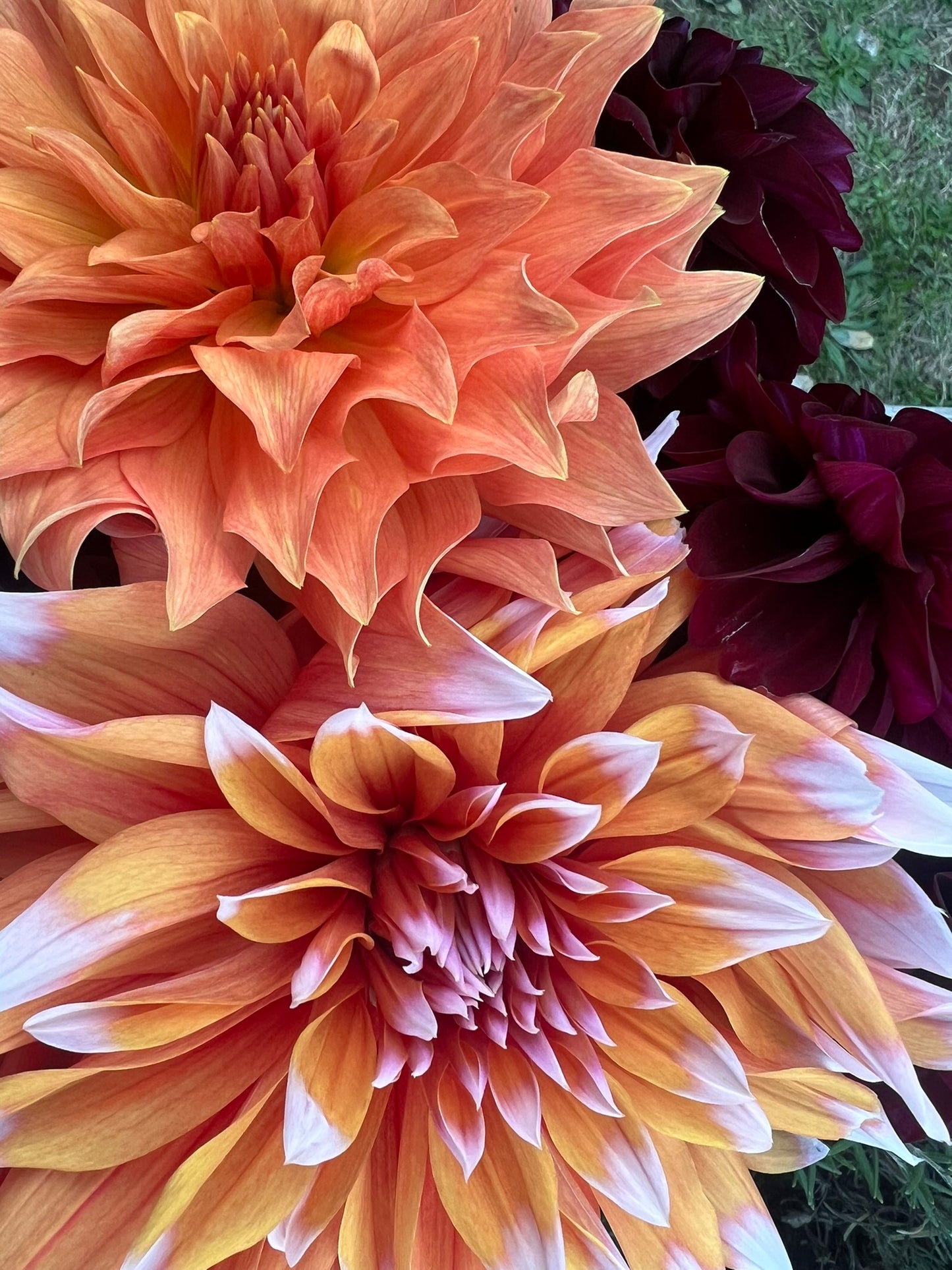October Dahlia Bouquet Subscription | Public CSA