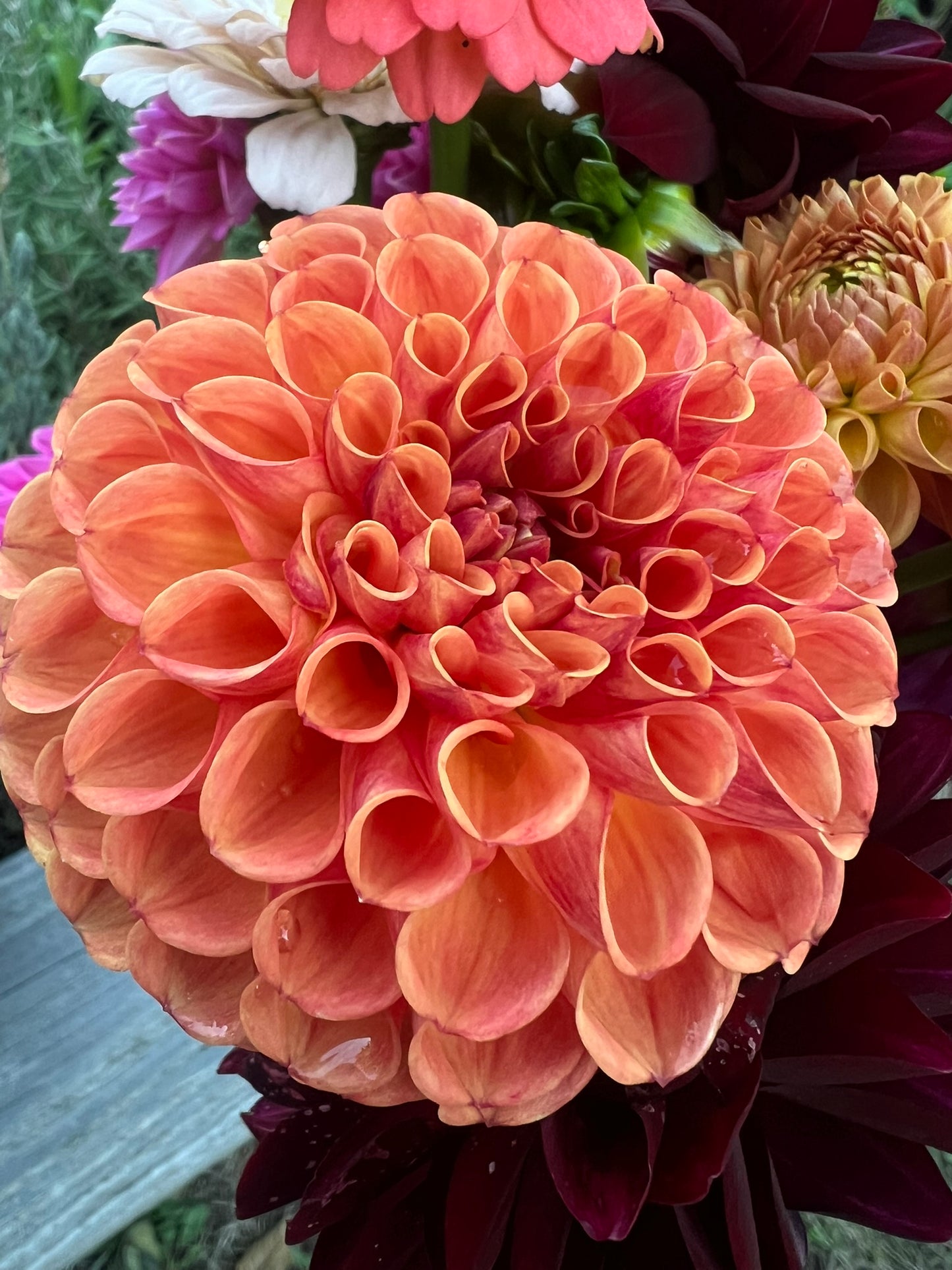 October Dahlia Bouquet Subscription | Public CSA