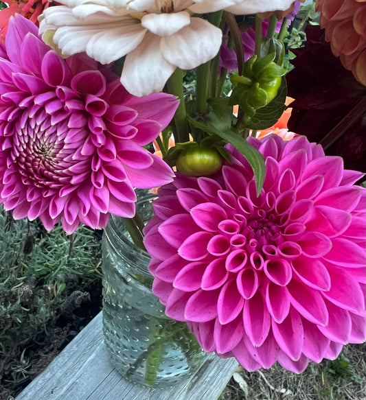 October Dahlia Bouquet Subscription | Public CSA