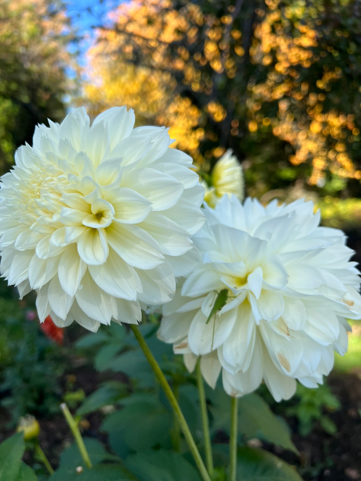 October Dahlia Bouquet Subscription | Public CSA