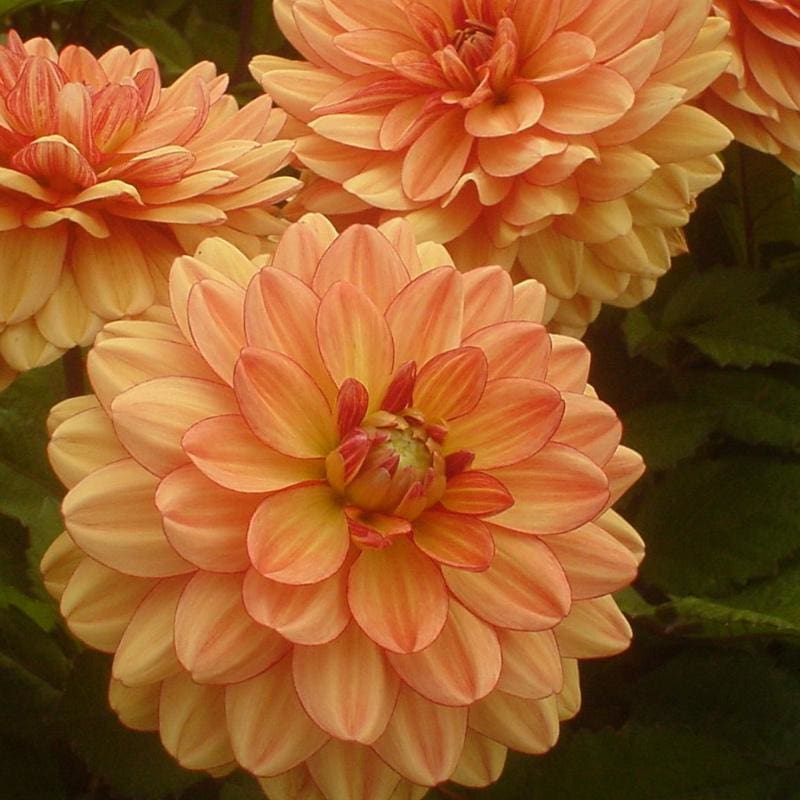 Dahlia Subscription